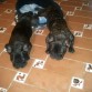 durmiendo con su amiga lucy